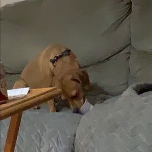 Meet your Posher, Janet